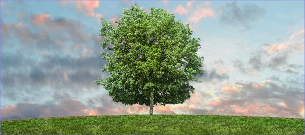 IMMAGINE CHE RAPPRESENTA UN ALBERO FOLTO IN COLLINA CHE SI STAGLIA SUDI UN BELLISSIMO CIELO CON I RIFLESSI DORATI DEL TRAMONTO SULLE NUVOLE DELLO SFONDO